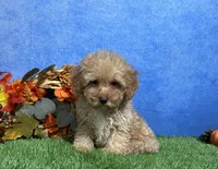 Cooper, a male Poodle - Miniature  for sale in Plainville, IN – 4 of 7