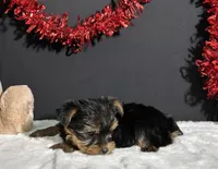 Blake, a male Yorkshire Terrier for sale in Plainville, IN – Photo 2 of 10