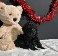 Charlie, a male Poodle - Miniature  for sale in Plainville, IN – Photo 9 of 9