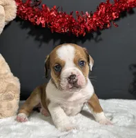 Brodie, a male English Bulldog and Beagle for sale in Plainville, IN – Photo 6 of 8
