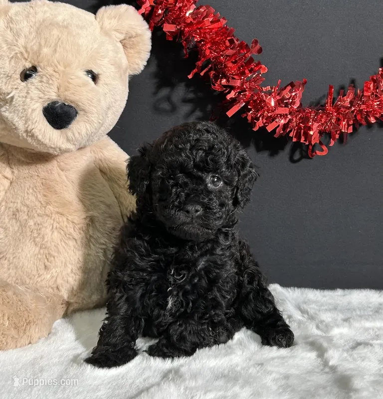 Charlie, a male Poodle - Miniature  for sale in Plainville, IN – Photo 1 of 9