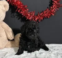 Charlie, a male Poodle - Miniature  for sale in Plainville, IN – Photo 5 of 9