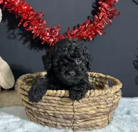 Charlie, a male Poodle - Miniature  for sale in Plainville, IN – Photo 3 of 9