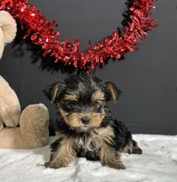 Blake, a male Yorkshire Terrier for sale in Plainville, IN – Photo 8 of 10