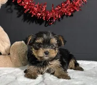 Blake, a male Yorkshire Terrier for sale in Plainville, IN – Photo 4 of 10