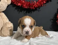 Brodie, a male English Bulldog and Beagle for sale in Plainville, IN – Photo 5 of 8
