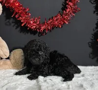 Charlie, a male Poodle - Miniature  for sale in Plainville, IN – Photo 6 of 9