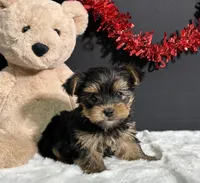 Blake, a male Yorkshire Terrier for sale in Plainville, IN – Photo 7 of 10