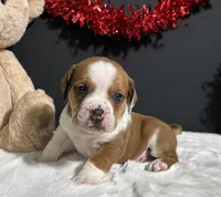 Brodie, a male English Bulldog and Beagle for sale in Plainville, IN – Photo 1 of 8