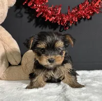 Blake, a male Yorkshire Terrier for sale in Plainville, IN – Photo 3 of 10