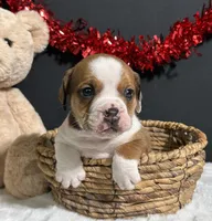 Brodie, a male English Bulldog and Beagle for sale in Plainville, IN – Photo 8 of 8