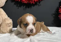 Brodie, a male English Bulldog and Beagle for sale in Plainville, IN – Photo 3 of 8
