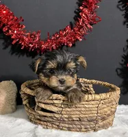 Blake, a male Yorkshire Terrier for sale in Plainville, IN – Photo 6 of 10