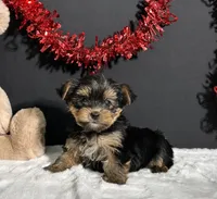 Blake, a male Yorkshire Terrier for sale in Plainville, IN – Photo 1 of 10