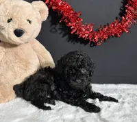 Charlie, a male Poodle - Miniature  for sale in Plainville, IN – Photo 7 of 9