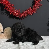 Charlie, a male Poodle - Miniature  for sale in Plainville, IN – Photo 2 of 9