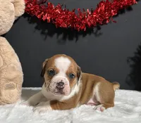 Brodie, a male English Bulldog and Beagle for sale in Plainville, IN – Photo 4 of 8