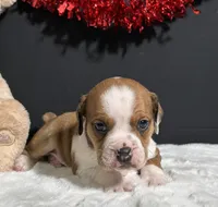 Brodie, a male English Bulldog and Beagle for sale in Plainville, IN – Photo 2 of 8