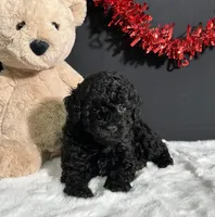 Charlie, a male Poodle - Miniature  for sale in Plainville, IN – Photo 4 of 9