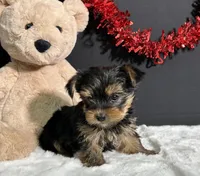 Blake, a male Yorkshire Terrier for sale in Plainville, IN – Photo 9 of 10