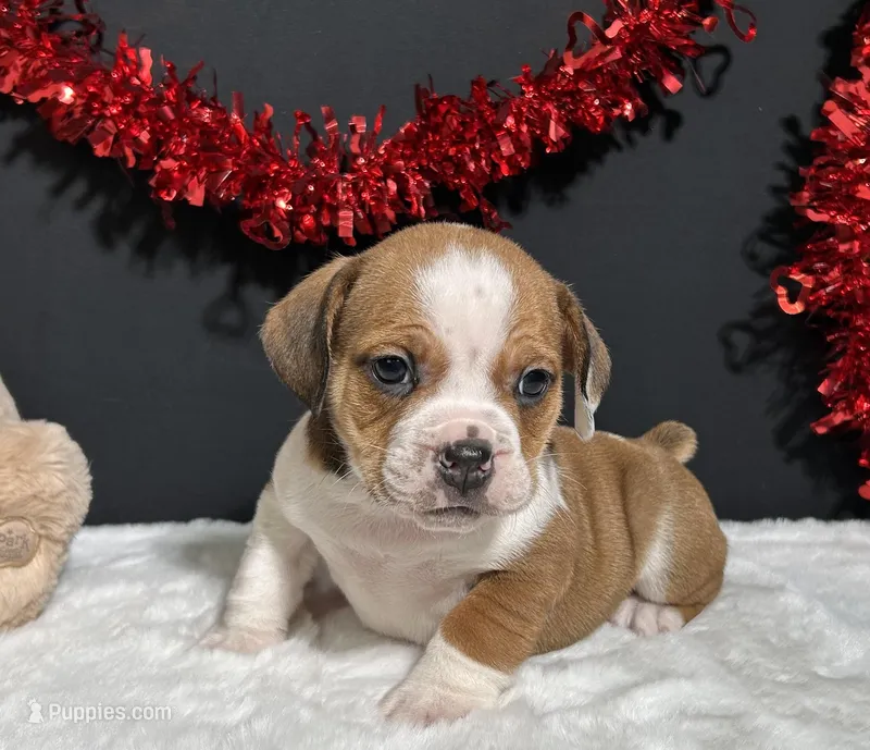 Brodie – English Bulldog, Beagle puppy for sale in Plainville, IN