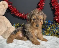 Rocky, a male Yorkipoo for sale in Plainville, IN – 5 of 6