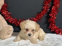 Ashley, a female Morkie for sale in Plainville, IN – 3 of 6