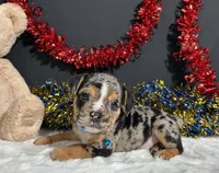 Noah, a male English Bulldog and Beagle for sale in Plainville, IN – 7 of 7