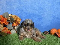 Sophie , a female Poodle - Toy  for sale in Plainville, IN – 5 of 9