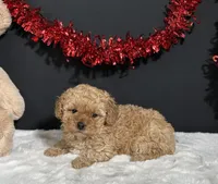 Andrea, a female Poodle - Miniature  for sale in Plainville, IN – Photo 4 of 5