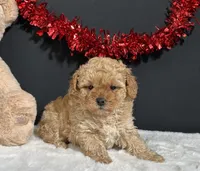 Andrea, a female Poodle - Miniature  for sale in Plainville, IN – Photo 3 of 5