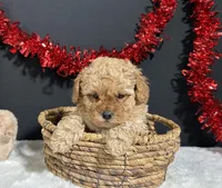 Andrea, a female Poodle - Miniature  for sale in Plainville, IN – Photo 5 of 5
