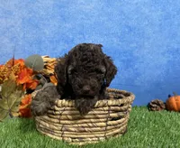 Avery, a female Yorkipoo for sale in Plainville, IN – 3 of 6