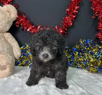 Evan, a male Poodle - Miniature  for sale in Plainville, IN – 3 of 5