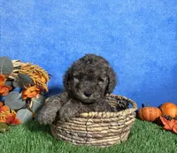 Atlas, a male Poodle - Miniature  for sale in Plainville, IN – 2 of 7