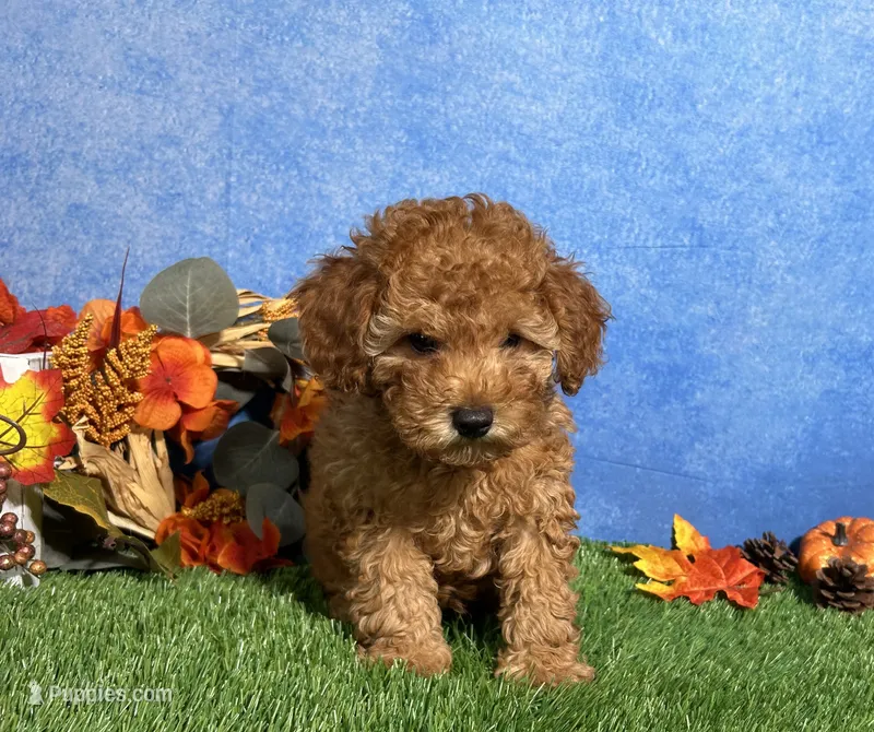 Dash – Poodle - Toy  puppy for sale in Plainville, IN
