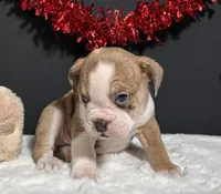 Violet, a female English Bulldog and Beagle for sale in Plainville, IN – Photo 2 of 6