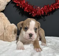 Violet, a female English Bulldog and Beagle for sale in Plainville, IN – Photo 4 of 6