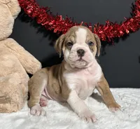 Tammy, a female English Bulldog and Beagle for sale in Plainville, IN – Photo 1 of 6