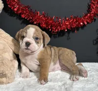 Tammy, a female English Bulldog and Beagle for sale in Plainville, IN – Photo 6 of 6