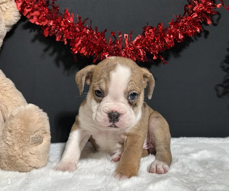 Violet – English Bulldog, Beagle puppy for sale in Plainville, IN