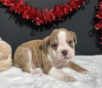 Violet, a female English Bulldog and Beagle for sale in Plainville, IN – Photo 5 of 6