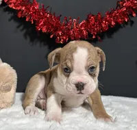 Violet, a female English Bulldog and Beagle for sale in Plainville, IN – Photo 3 of 6
