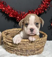 Violet, a female English Bulldog and Beagle for sale in Plainville, IN – Photo 6 of 6