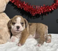 Tammy, a female English Bulldog and Beagle for sale in Plainville, IN – Photo 4 of 6