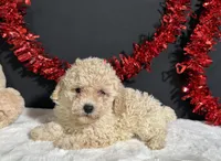 Bailey, a female Poodle - Miniature  for sale in Plainville, IN – 2 of 5
