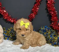 Shayla, a female Poodle - Miniature  for sale in Plainville, IN – 5 of 6