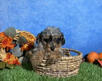 Sophie , a female Poodle - Toy  for sale in Plainville, IN – 7 of 9