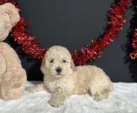 Cynthia, a female Poodle - Miniature  for sale in Plainville, IN – 5 of 8