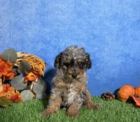 Sophie , a female Poodle - Toy  for sale in Plainville, IN – 8 of 9